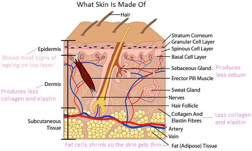 process of ageing skin